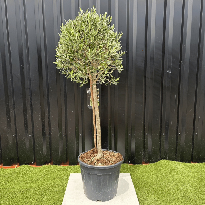 Olivier Europaea Tige Hauteur 120 cm