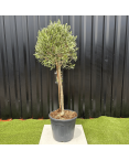 Olivier Europaea Tige Hauteur 120 cm