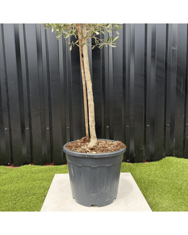 Olivier Europaea Tige Hauteur 120 cm