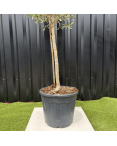 Olivier Europaea Tige Hauteur 120 cm