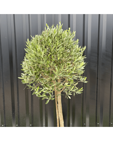 Olivier Europaea Tige Hauteur 120 cm