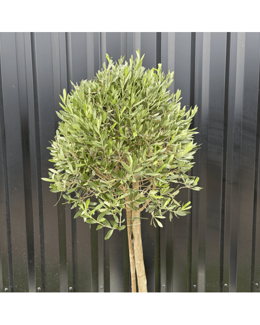 Olivier Europaea Tige Hauteur 120 cm