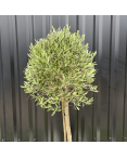 Olivier Europaea Tige Hauteur 120 cm
