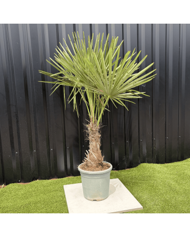 Palmier Trachycarpus Fortunei Tronc de 20/30 cm, H.120 cm