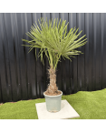 Palmier Trachycarpus Fortunei Tronc de 20/30 cm, H.120 cm