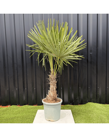 Palmier Trachycarpus Fortunei Tronc de 20/30 cm, H.120 cm