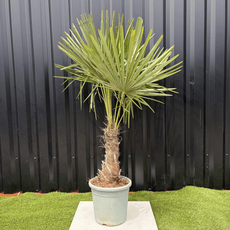 Palmier Trachycarpus Fortunei Tronc de 20/30 cm, H.120 cm