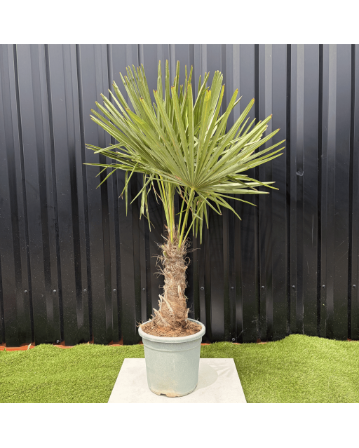 Palmier Trachycarpus Fortunei Tronc de 20/30 cm, H.120 cm