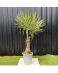 Palmier Trachycarpus Fortunei Tronc de 20/30 cm, H.120 cm