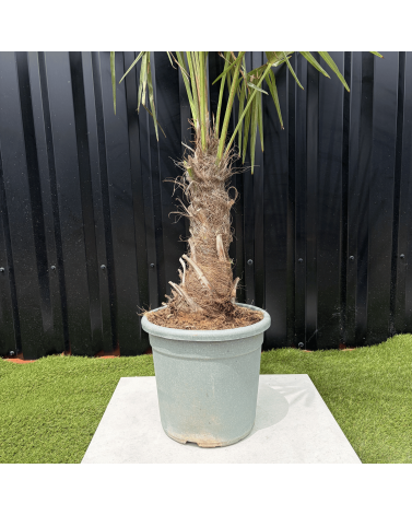 Palmier Trachycarpus Fortunei Tronc de 20/30 cm, H.120 cm