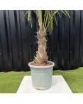Palmier Trachycarpus Fortunei Tronc de 20/30 cm, H.120 cm