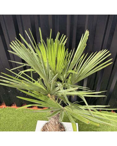Palmier Trachycarpus Fortunei Tronc de 20/30 cm, H.120 cm