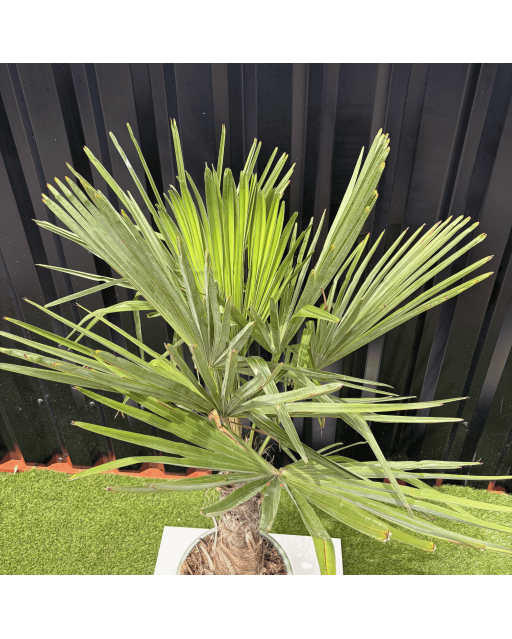 Palmier Trachycarpus Fortunei Tronc de 20/30 cm, H.120 cm