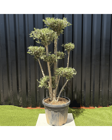 Olivier Europaea Plateau H.140 cm