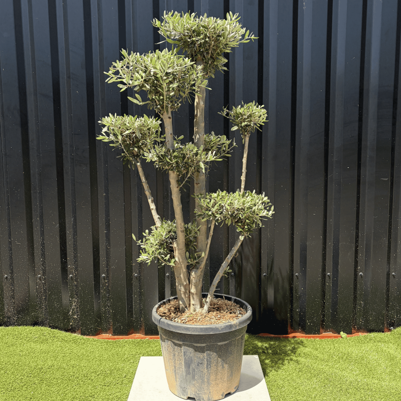 Olivier Europaea Plateau H.140 cm