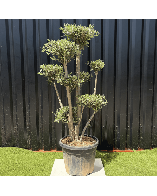 Olivier Europaea Plateau H.140 cm