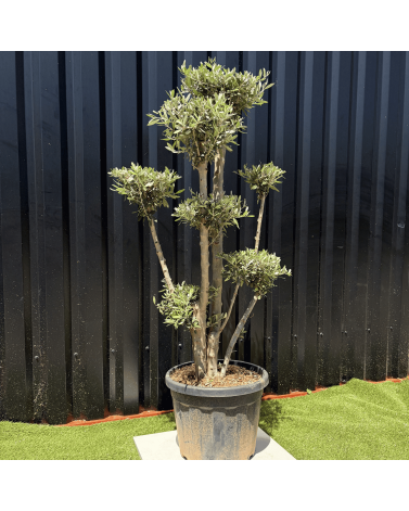 Olivier Europaea Plateau H.140 cm