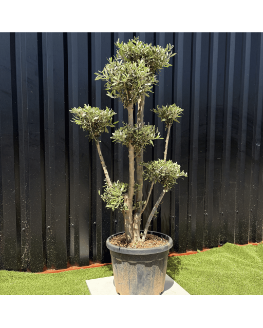 Olivier Europaea Plateau H.140 cm