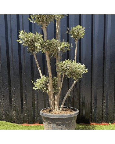 Olivier Europaea Plateau H.140 cm