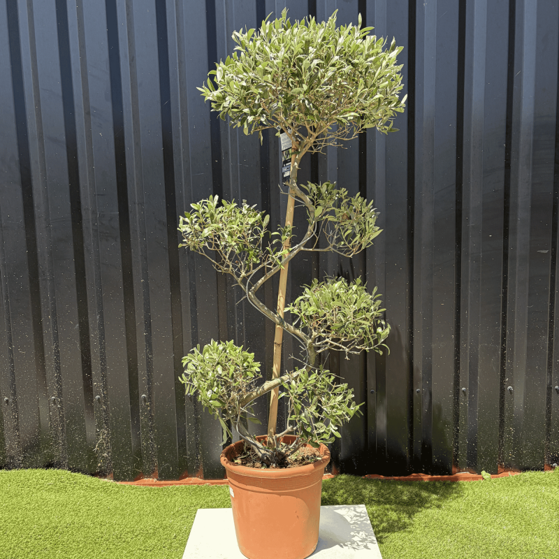 Olivier Europaea Tronc Serpent H.140 cm