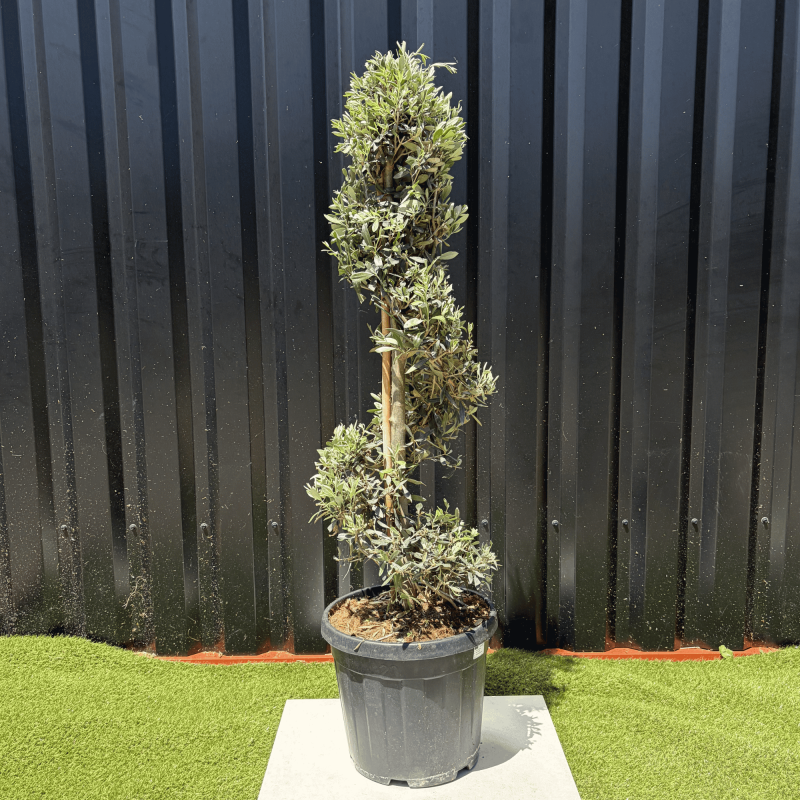 Olivier Europaea Tronc Spirale H.140 cm