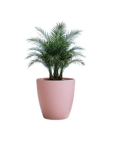 Pot de Fleurs Ciment 47 cm de Hauteur, 80 L Intérieur/Extérieur Saumon