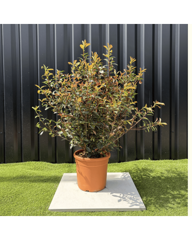 Photinia Fraseri Compacta Carré Rouge Hauteur 100 cm