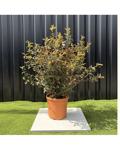 Photinia Fraseri Compacta Carré Rouge Hauteur 100 cm