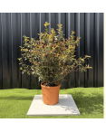 Lot 5 Photinia Fraseri Compacta Carré Rouge Hauteur 100 cm