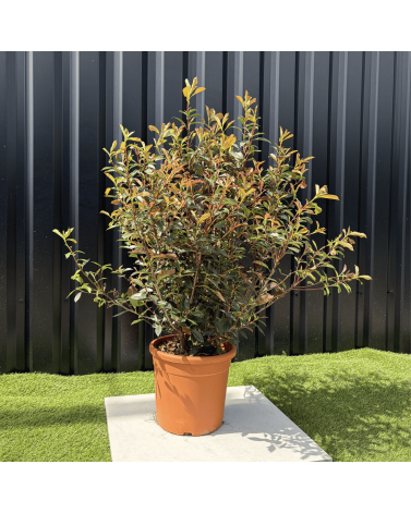 Photinia Fraseri Compacta Carré Rouge Hauteur 100 cm