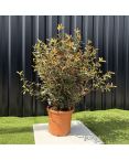 Lot 5 Photinia Fraseri Compacta Carré Rouge Hauteur 100 cm