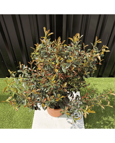 Photinia Fraseri Compacta Carré Rouge Hauteur 100 cm