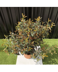 Lot 5 Photinia Fraseri Compacta Carré Rouge Hauteur 100 cm
