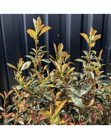 Lot 5 Photinia Fraseri Compacta Carré Rouge Hauteur 100 cm
