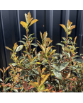 Lot 5 Photinia Fraseri Compacta Carré Rouge Hauteur 100 cm