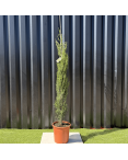 Lot 5 Cupressus Sempervirens "Cyprès de Provence" Hauteur 160 cm Lot 5 Cupressus Sempervirens "Cyprès de Provence" Hauteur 160 cm