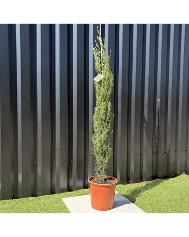 Lot 5 Cupressus Sempervirens "Cyprès de Provence" Hauteur 160 cm