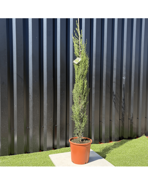 Lot 5 Cupressus Sempervirens "Cyprès de Provence" Hauteur 160 cm