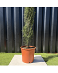 Lot 5 Cupressus Sempervirens "Cyprès de Provence" Hauteur 160 cm Lot 5 Cupressus Sempervirens "Cyprès de Provence" Hauteur 160 cm