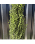 Lot 5 Cupressus Sempervirens "Cyprès de Provence" Hauteur 160 cm Lot 5 Cupressus Sempervirens "Cyprès de Provence" Hauteur 160 cm