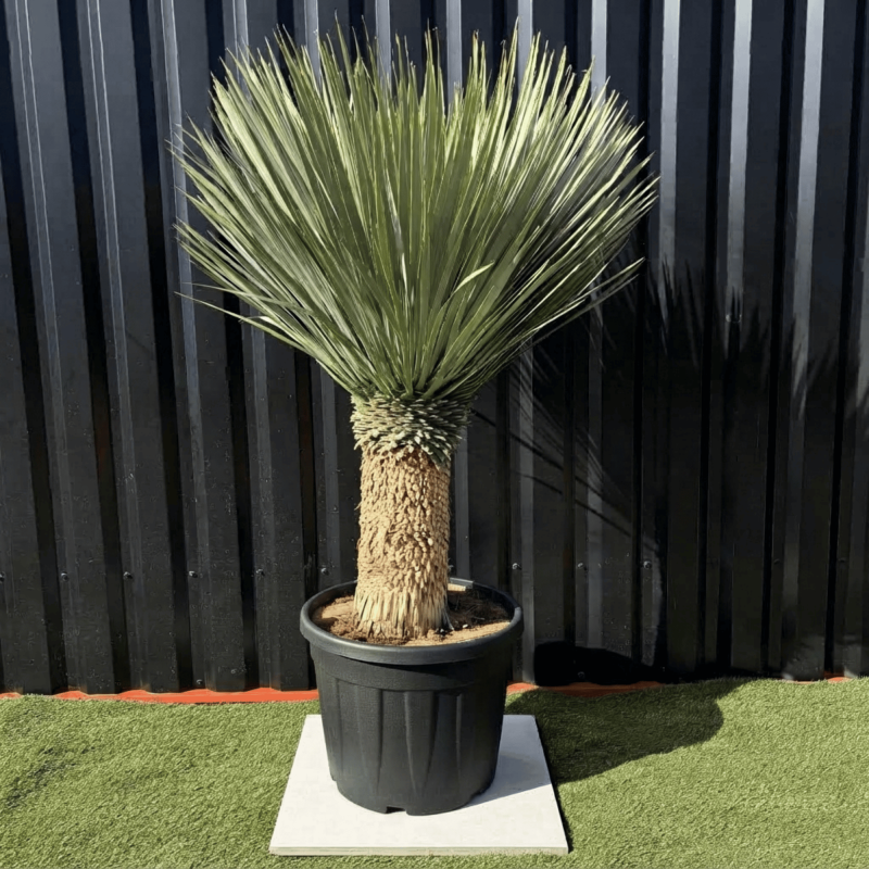 Yucca Rostrata H.160 cm