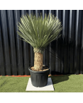Yucca Rostrata H.160 cm
