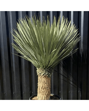 Yucca Rostrata H.160 cm