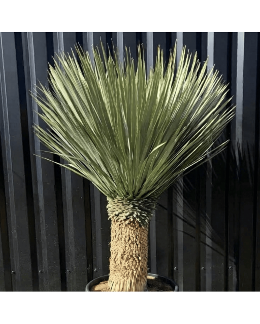 Yucca Rostrata H.160 cm