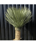 Yucca Rostrata H.160 cm