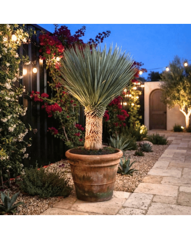 Yucca Rostrata H.160 cm