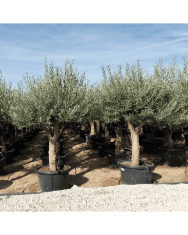 Olivier Europaea Tronc de 40/60 cm de Diamètre Pot 100 litres