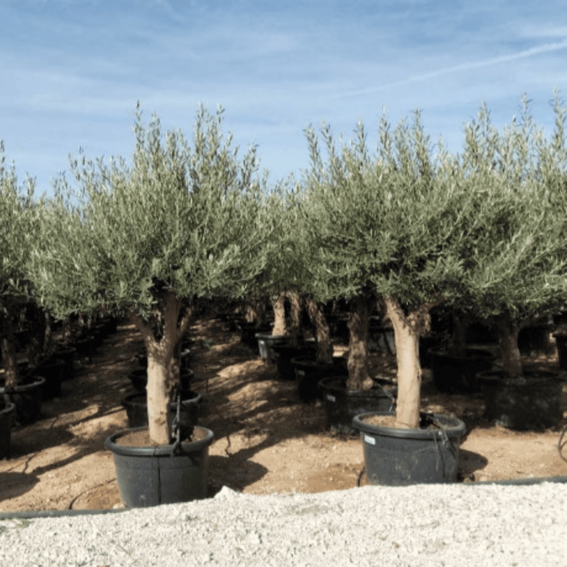 Olivier Europaea Tronc de 40/60 cm de Diamètre Pot 100 litres