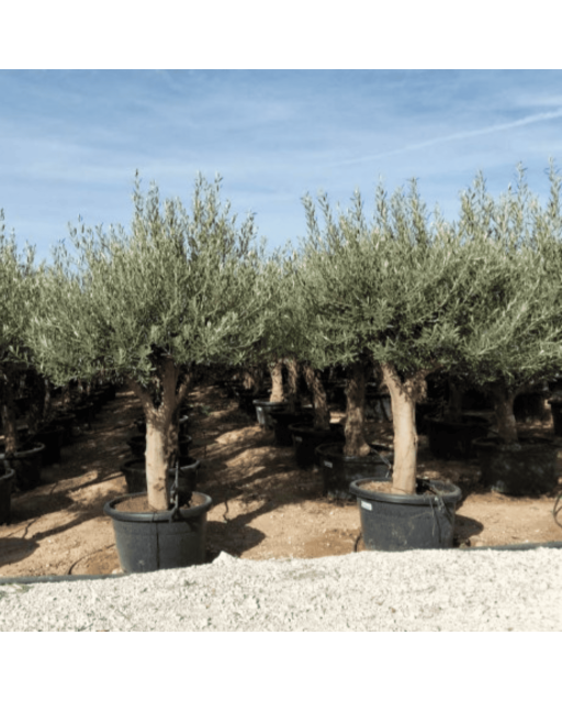 Olivier Europaea Tronc de 40/60 cm de Diamètre Pot 100 litres