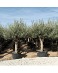 Olivier Europaea Tronc de 40/60 cm de Diamètre Pot 100 litres